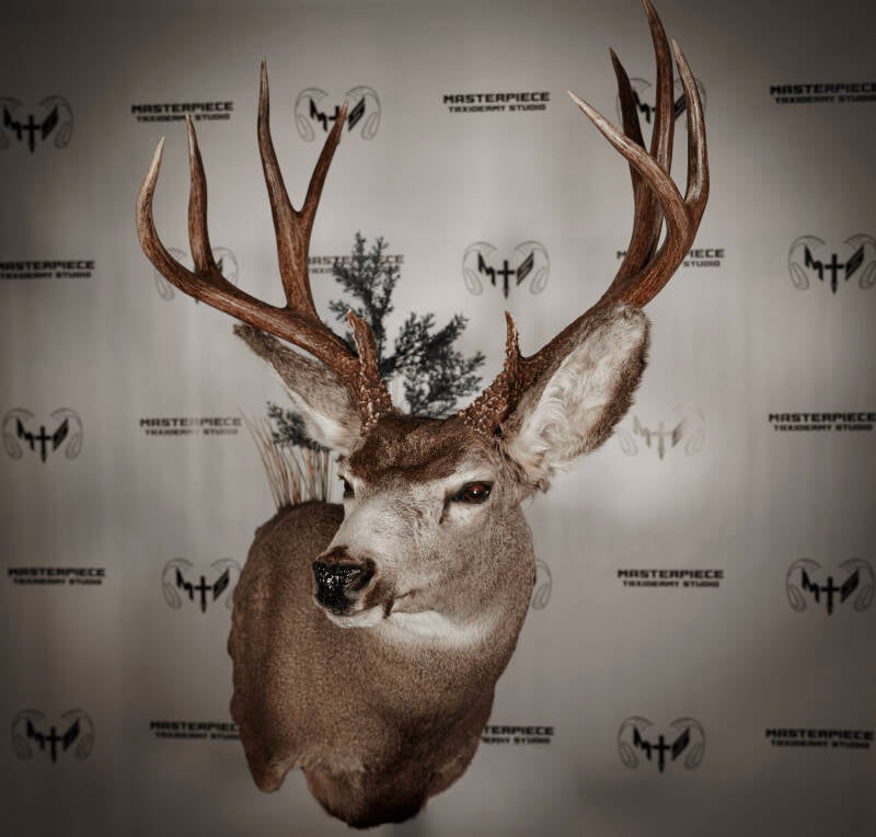 mule-deer-6-standard.jpg