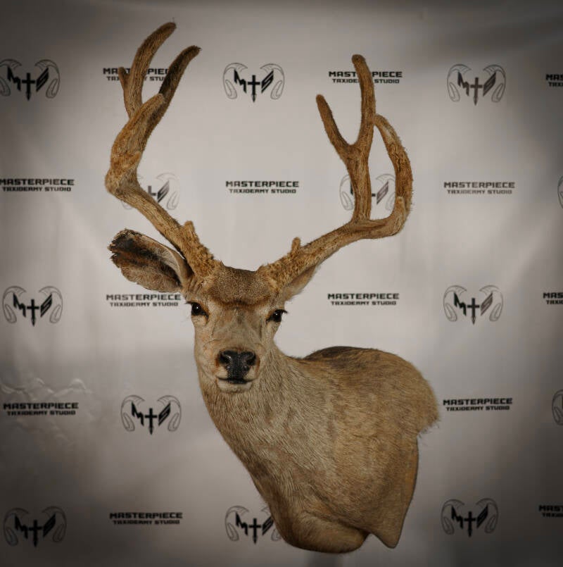 mule-deer-standard.jpg