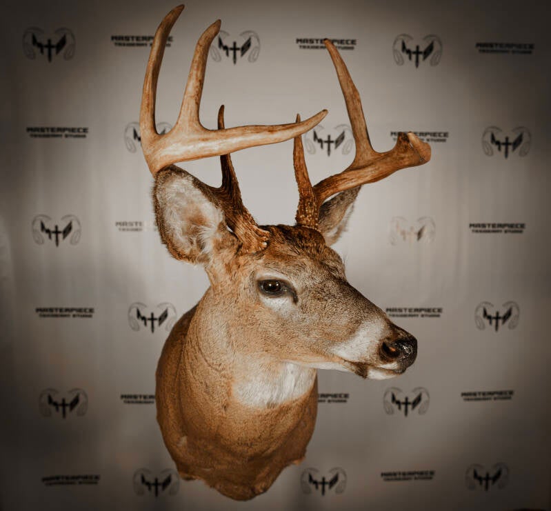 whitetail-left-turn-standard.jpg