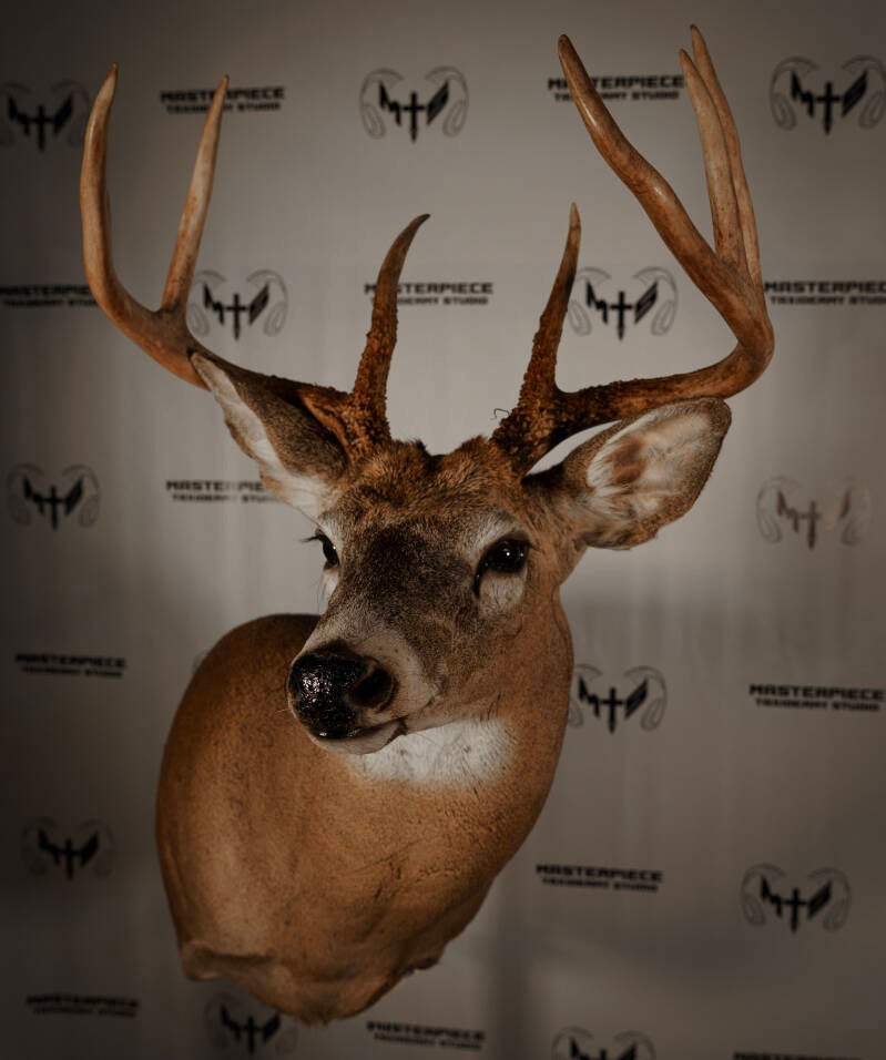 whitetail-right-turn-standard.jpg