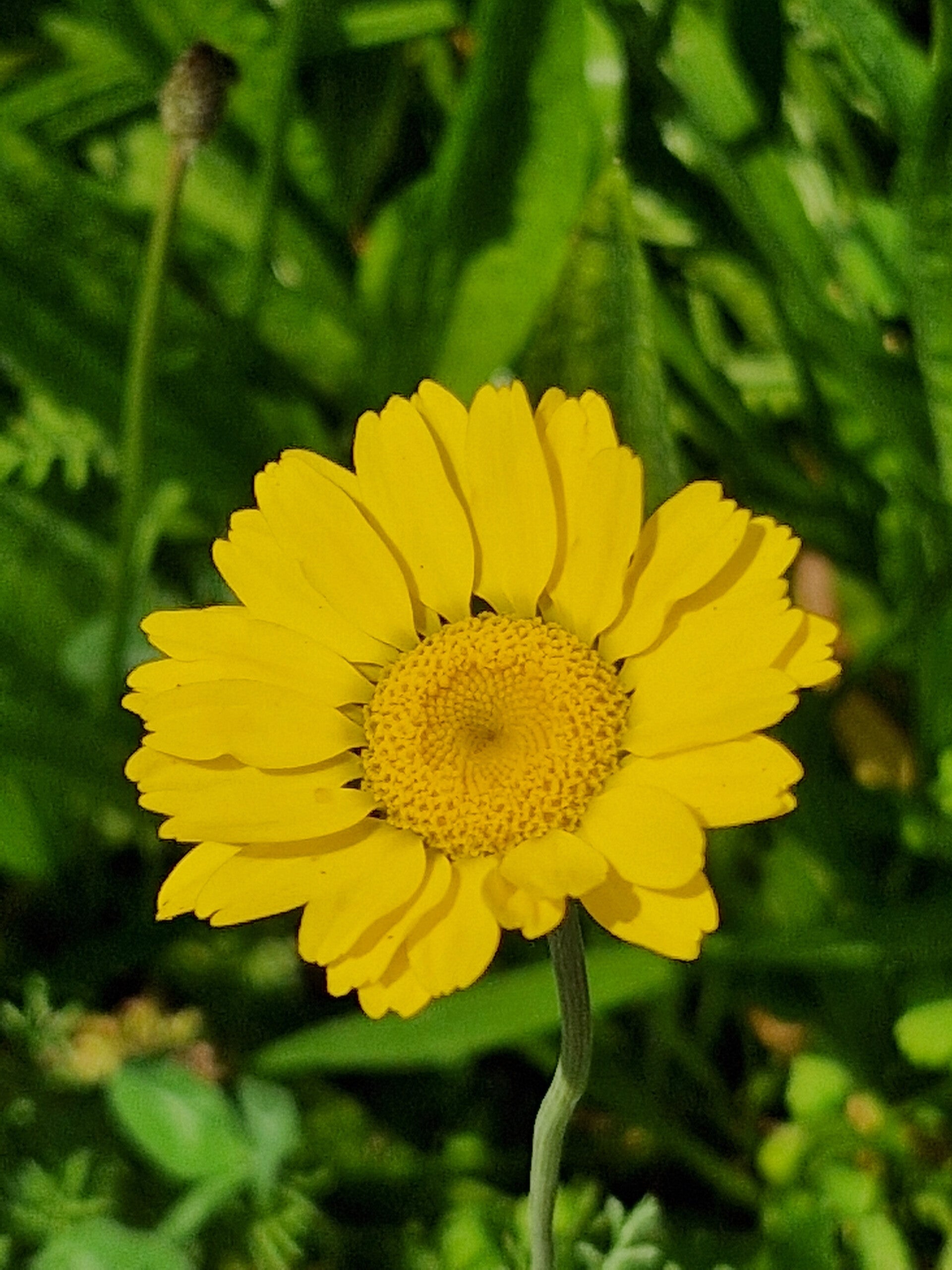 Gele kamille - Anthemis tinctoria