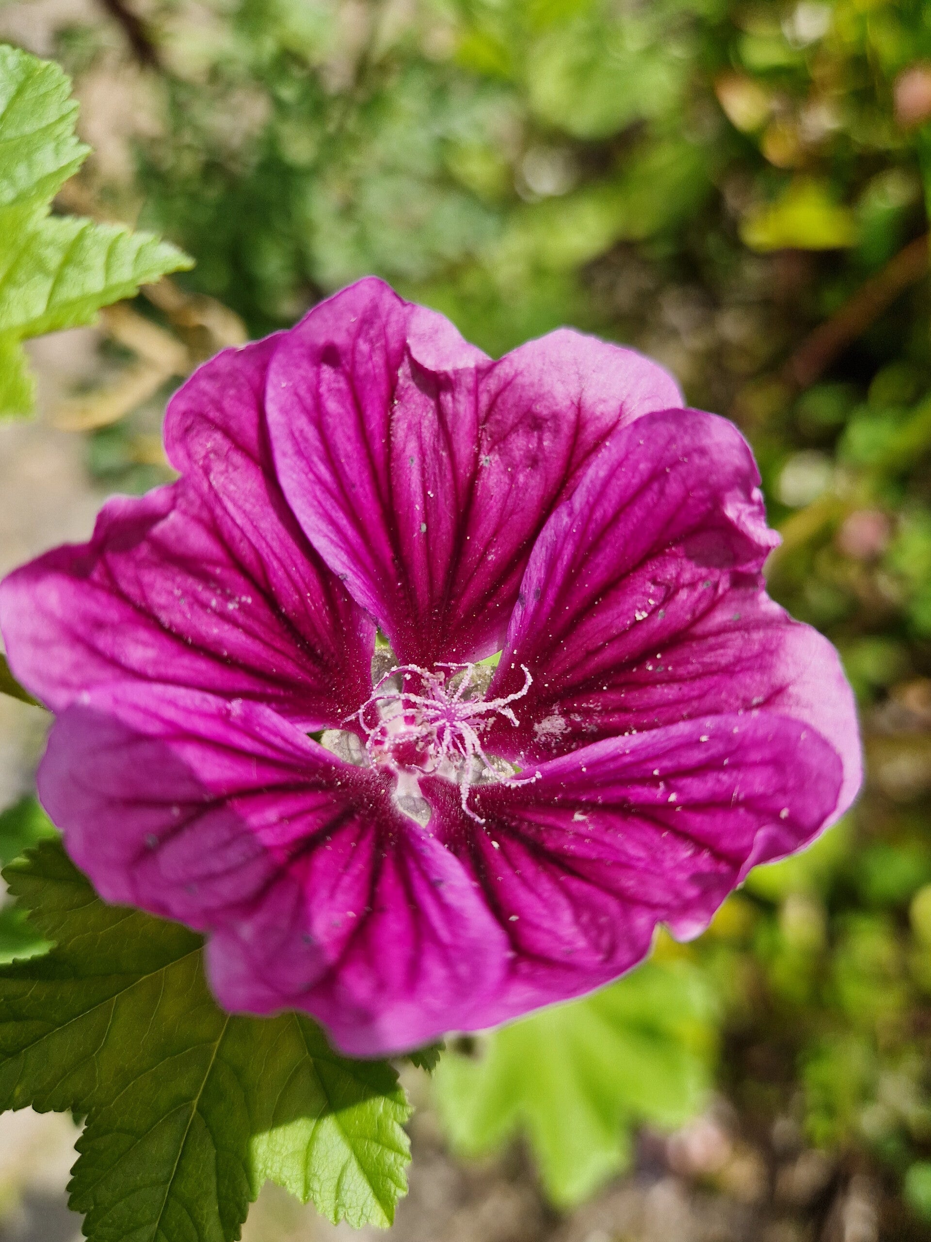 Tuinkaasjeskruid - Malva CULTIVAR (niet inheems)