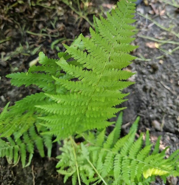 Mannetjesvaren - Dryopteris filix-mas