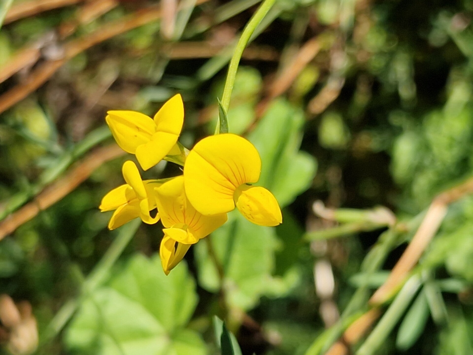 Gewone rolklaver - Lotus corniculatus