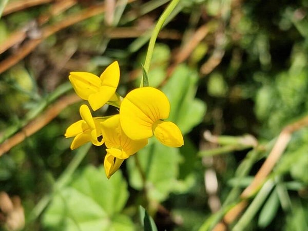 Gewone rolklaver - Lotus corniculatus