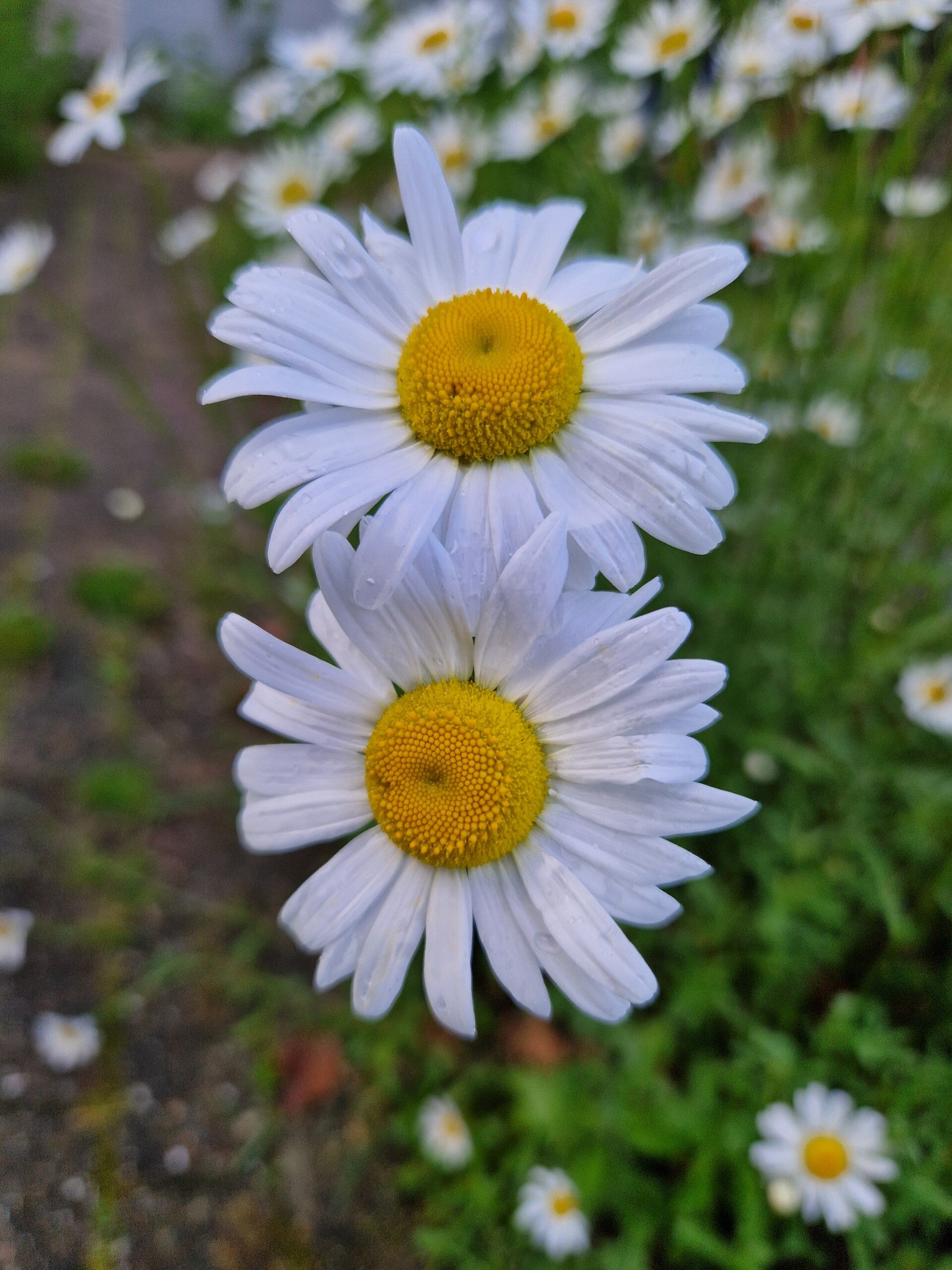 Gewone margriet - Leucanthemum vulgare