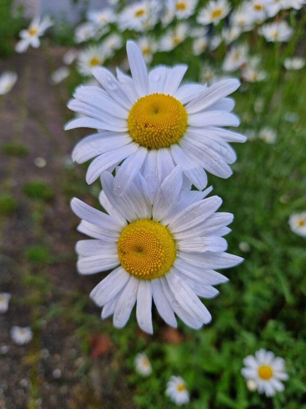Gewone margriet - Leucanthemum vulgare