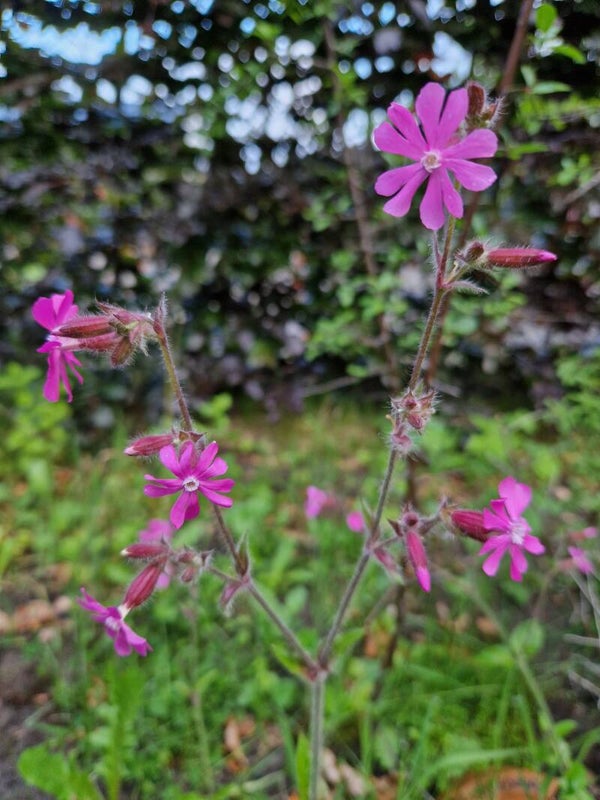 Dagkoekoeksbloem - Silene dioica