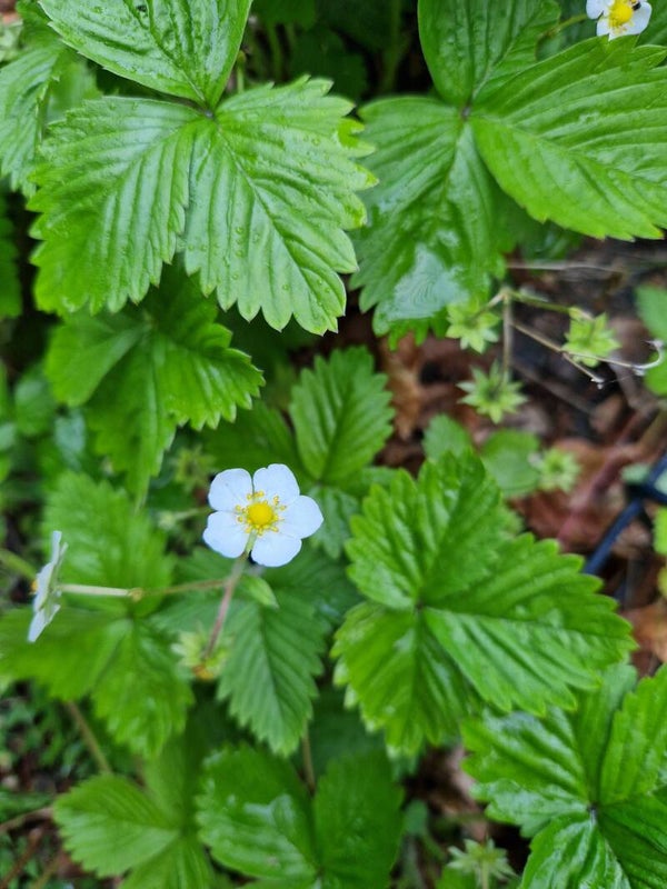 Bosaardbei - Fragaria vesca