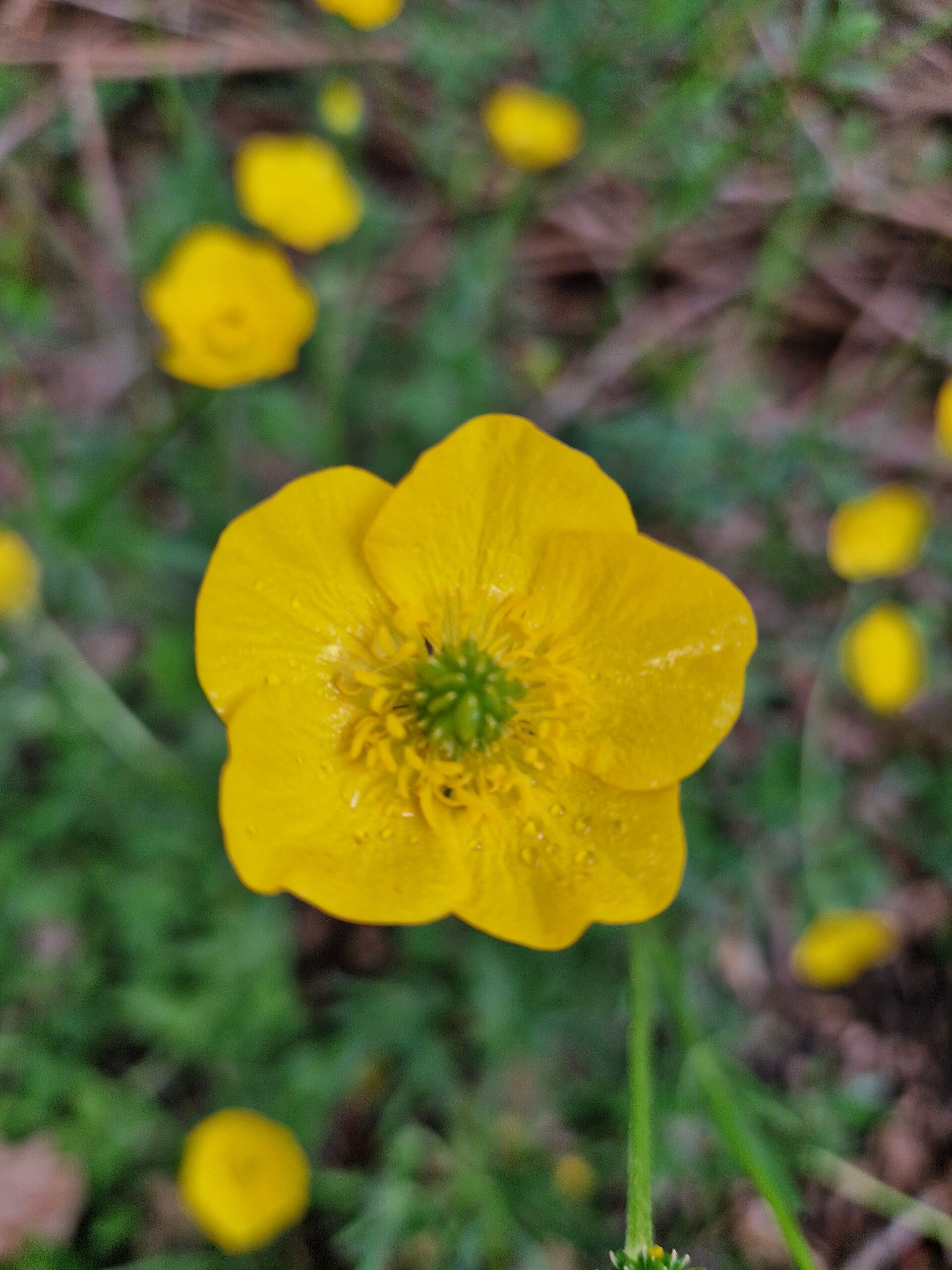 Kruipende boterbloem - Ranunculus repens