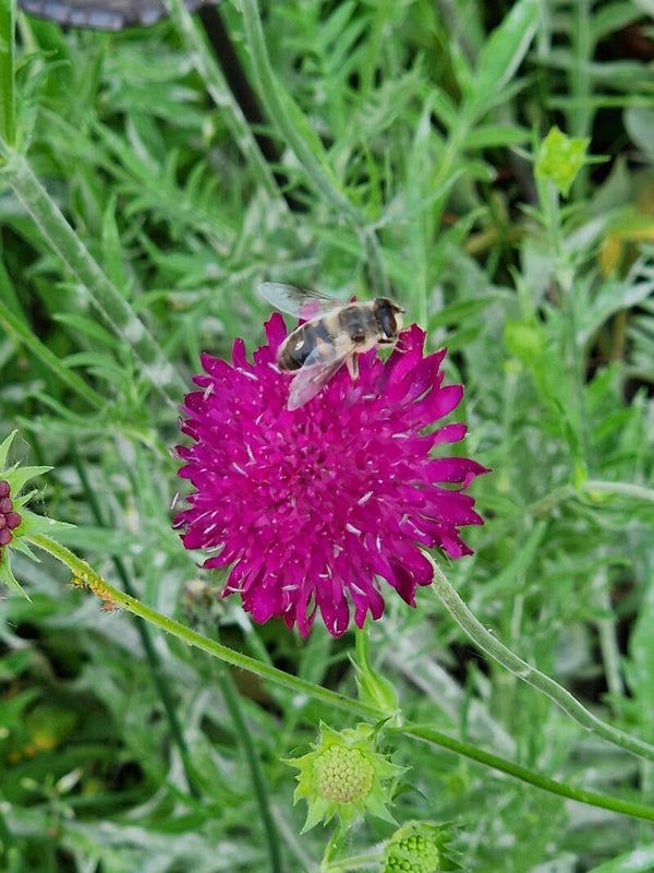 Beemdkroon - Knautia spec.