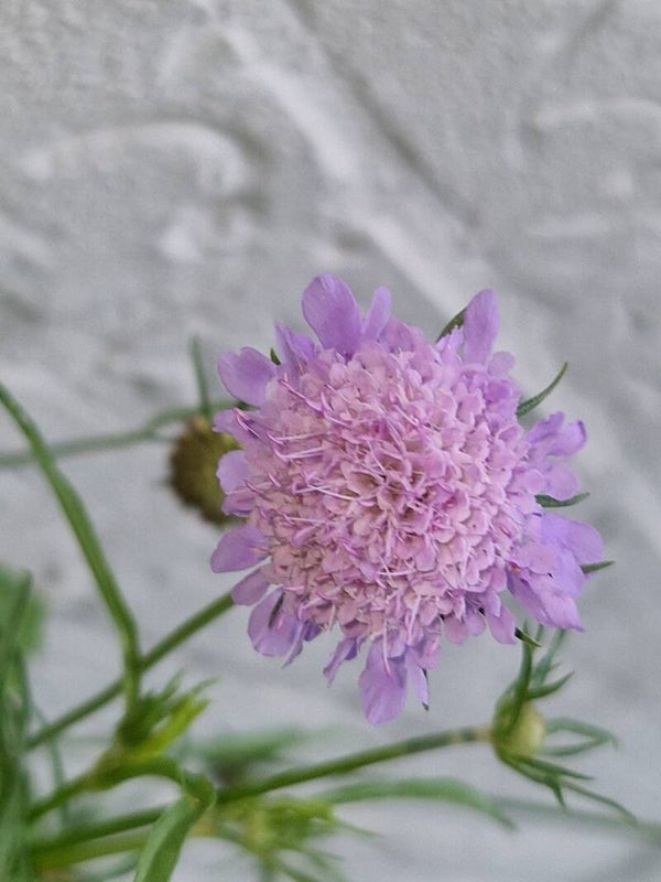 Duifkruid - Scabiosa columbaria