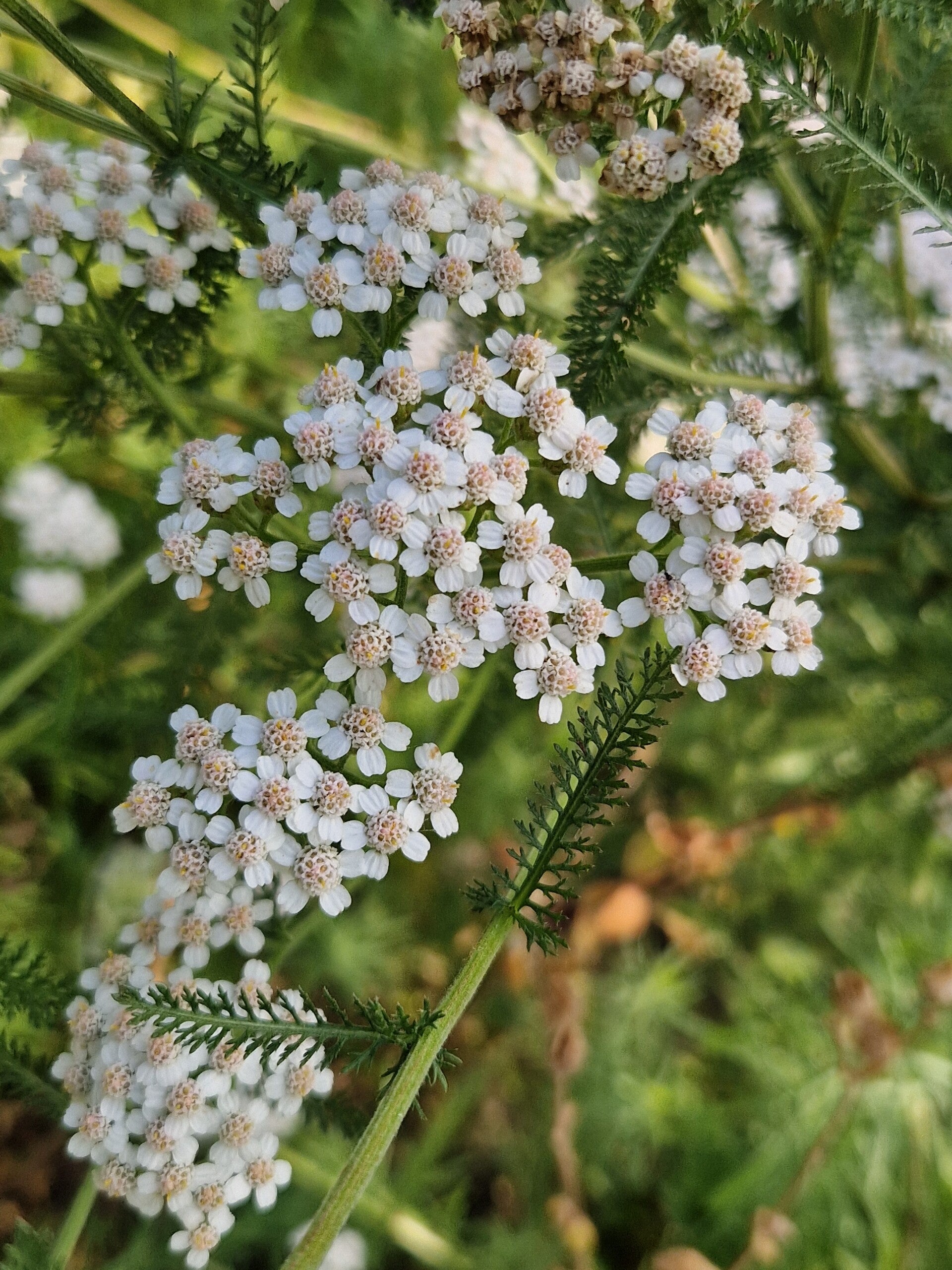 Duizendblad - Achillea millefolium