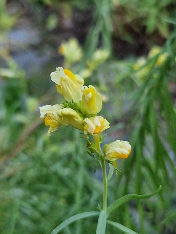Vlasbekje - Linaria vulgaris