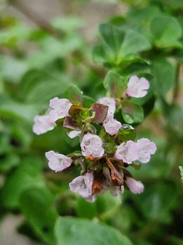 Wilde marjolein - Origanum vulgare