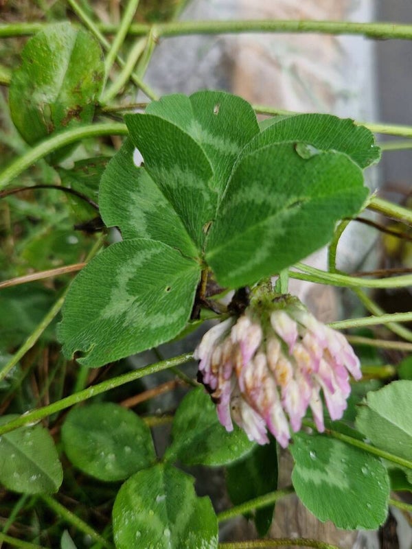 Rode klaver - Trifolium pratense