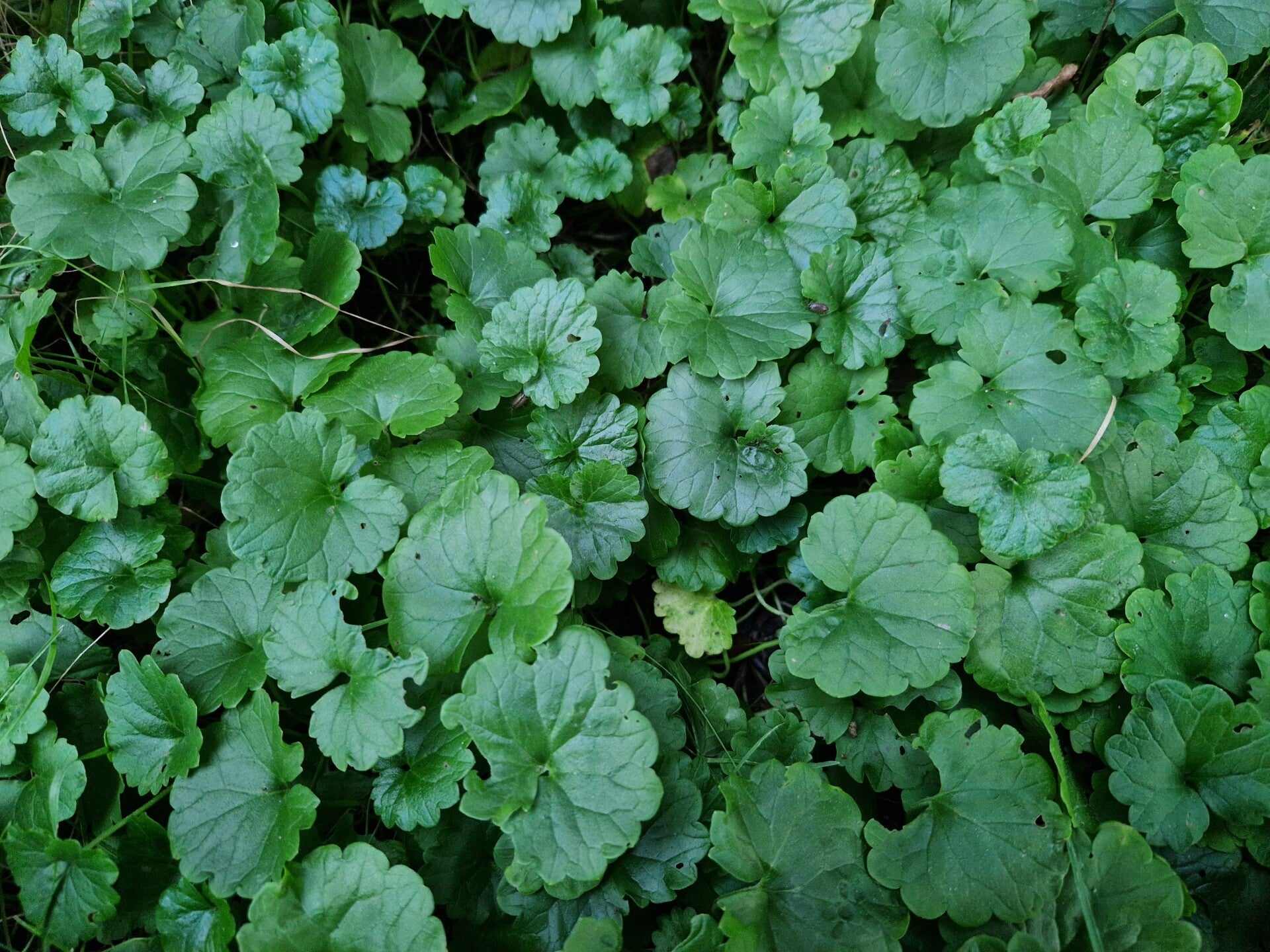 Hondsdraf - Glechoma hederacea