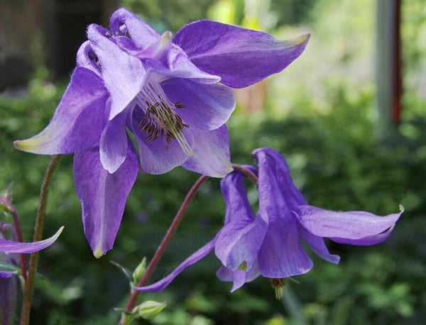 Akelei - Aquilegia