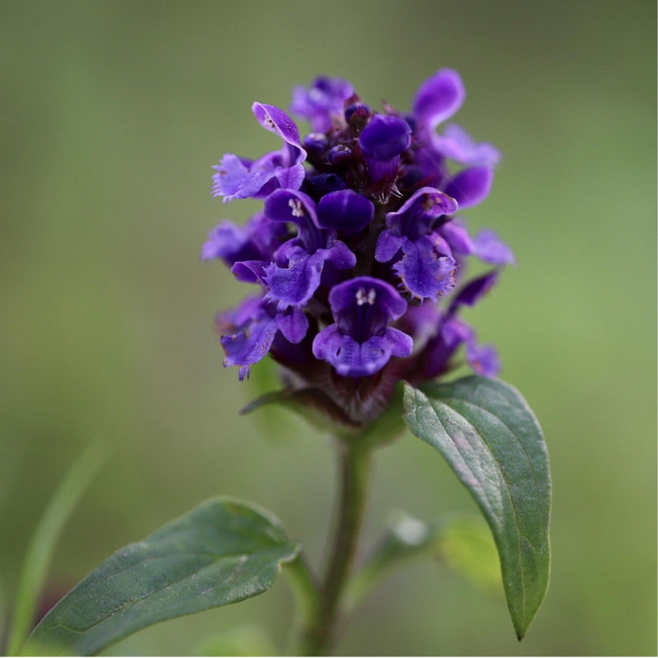 Gewone brunel - Prunella vulgaris