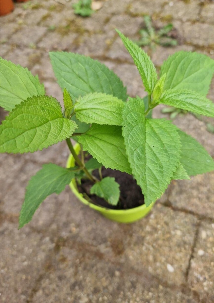 knopig helmkruid - Scrophularia nodosa