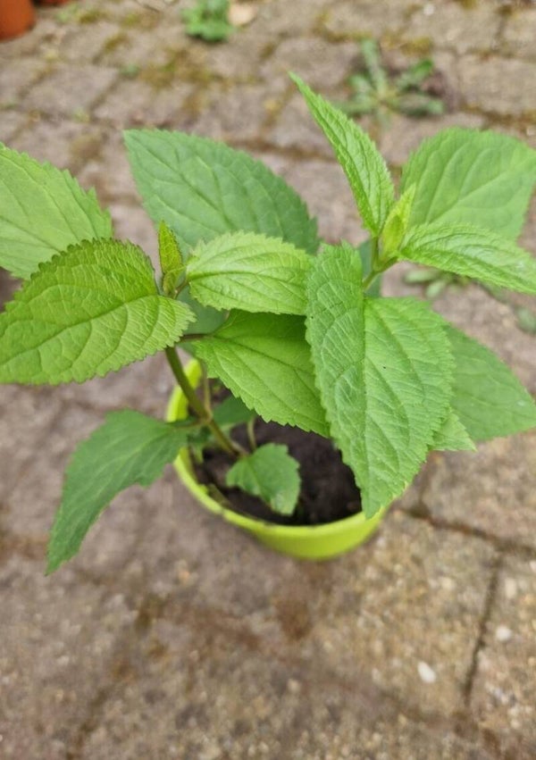 knopig helmkruid - Scrophularia nodosa