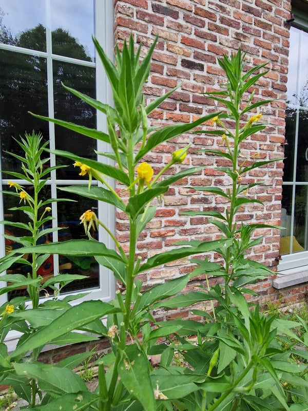 Middelste teunisbloem - Oenothera biennis