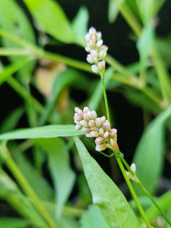 Perzikkruid - Persicaria maculosa