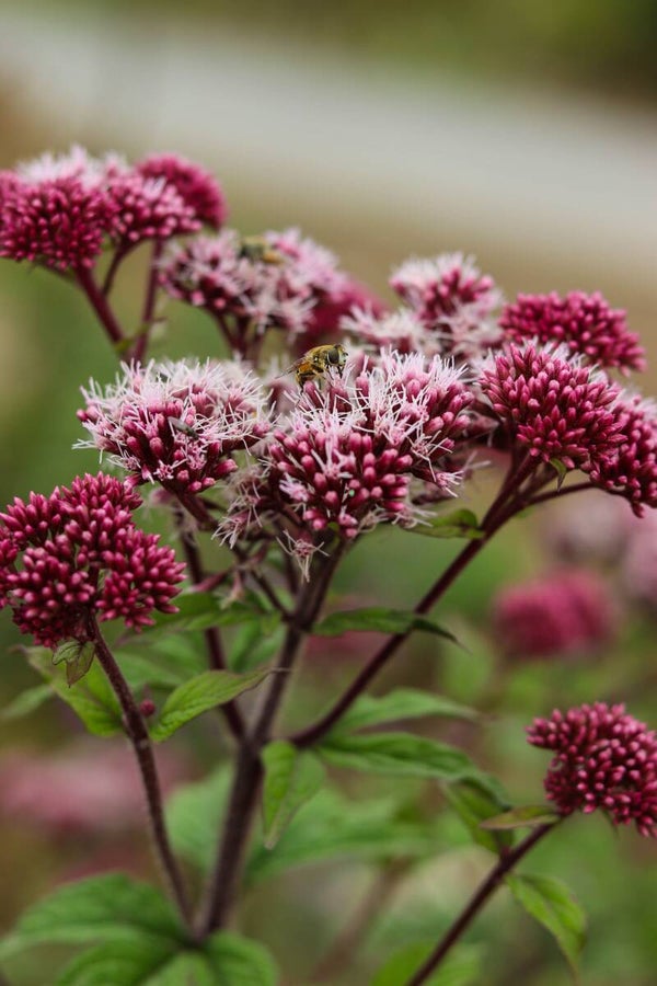 Koninginnekruid - Eupatorium cannabinum