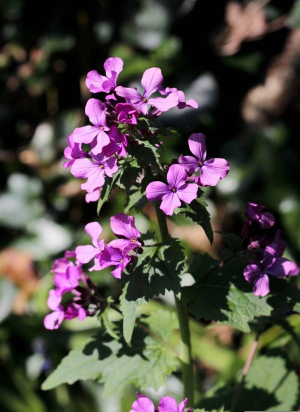 Tuinjudaspenning - Lunaria annua