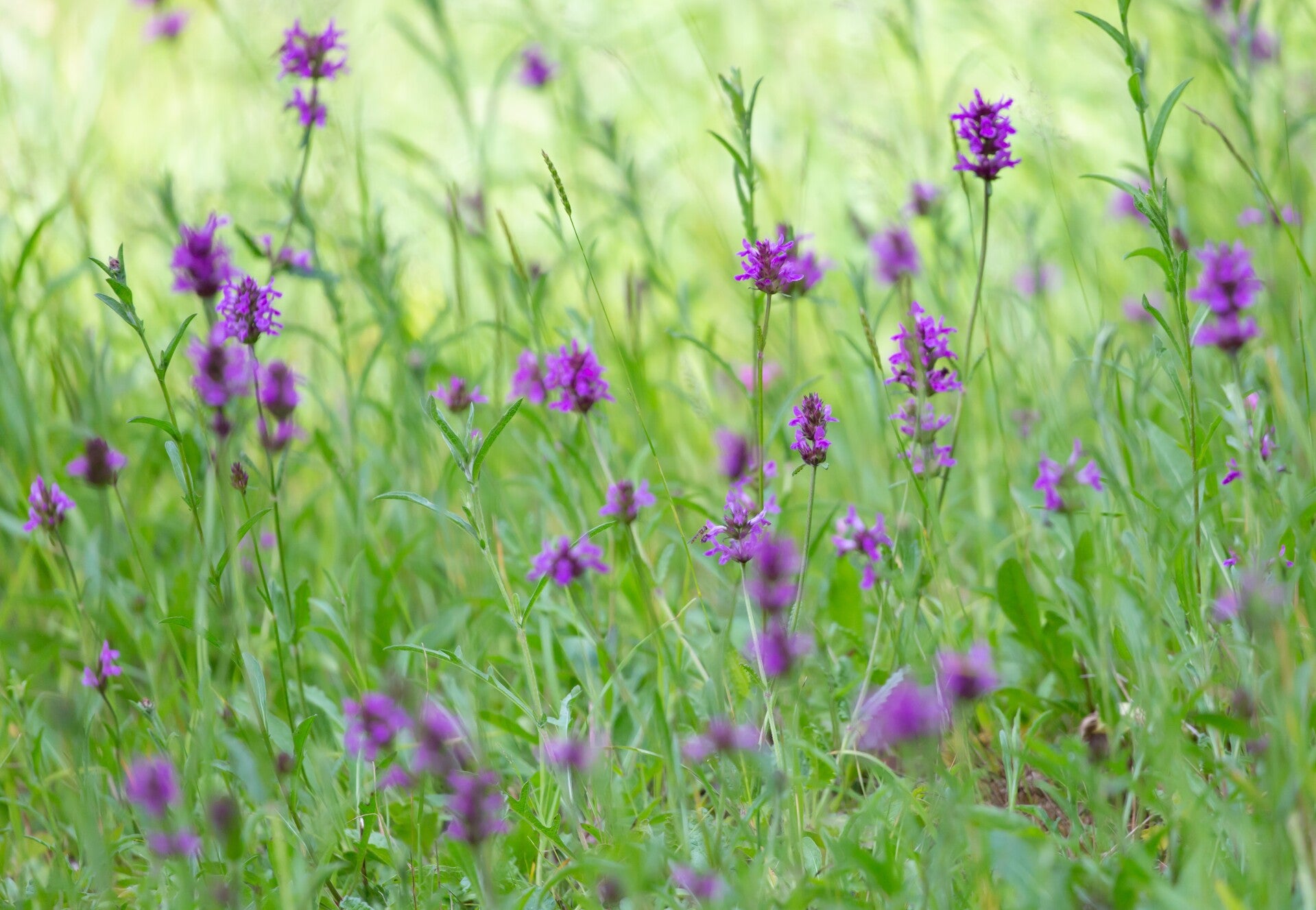 Betonie - Betonica officinalis