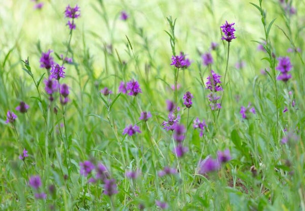 Betonie - Betonica officinalis