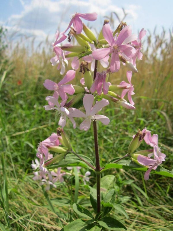 Zeepkruid - Saponaria officinalis