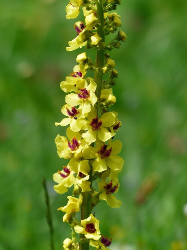 Zwarte toorts - Verbascum nigrum