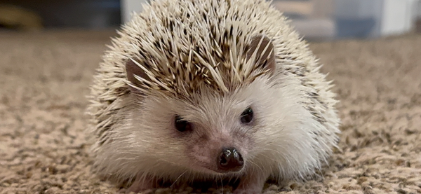 African pygmy hedgehogs