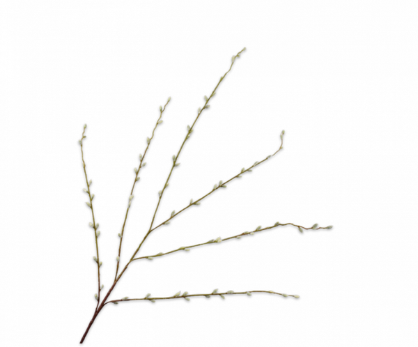 Wilgentak | GROEN | 111 cm