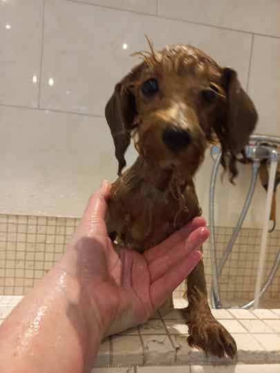 Waspakket puppy