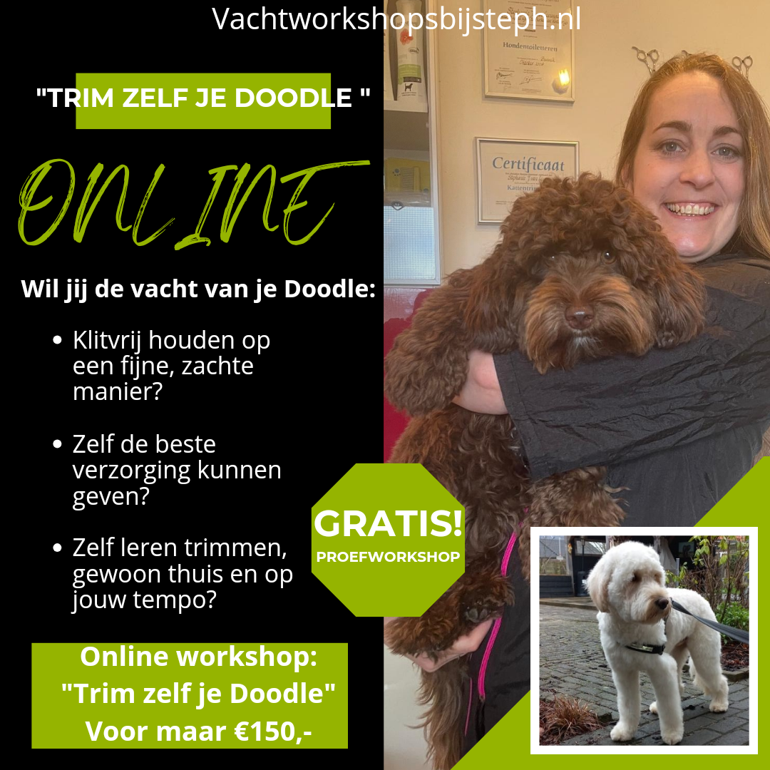 Video’s om zelf je Labradoodle Cockapoo  Bernerdoodle  Maltipoo Australian Labradoodle Australian Cobberdog of andere Doodle te trimmen. Proffecionele workshop op video in stap voor stap workshop video's met duidelijke uitleg zodat jij thuis in de vertrou