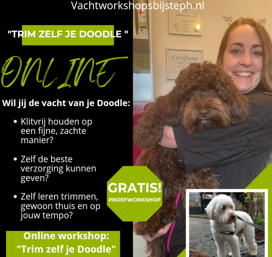 Wil jij de vacht van je Doodle klitvrij houden op een fijne manier? Zelf kunnen bijhouden?zelf kunnen trimmen thuis en op jouw eigen tempo? Zomerkorting geldig tot september 2024. Gratis proefworkshop Basisvachtverzorging Doodles aan te vragen via de webs