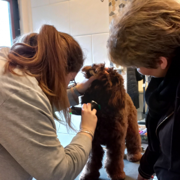 1 op 1 Trim workshop kleine hond