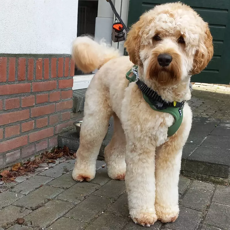 Workshop Doodle trimmen Overijssel Zuid-Holland Noord-Holland Gelderland Brabant Breda Nederland België Benelux Zeeland Texel Trim je Doodle net zo mooi en fluffie als deze Australian Labradoodle met Fleecevacht. Online workshop Trim zelf je Doodle Vachtw