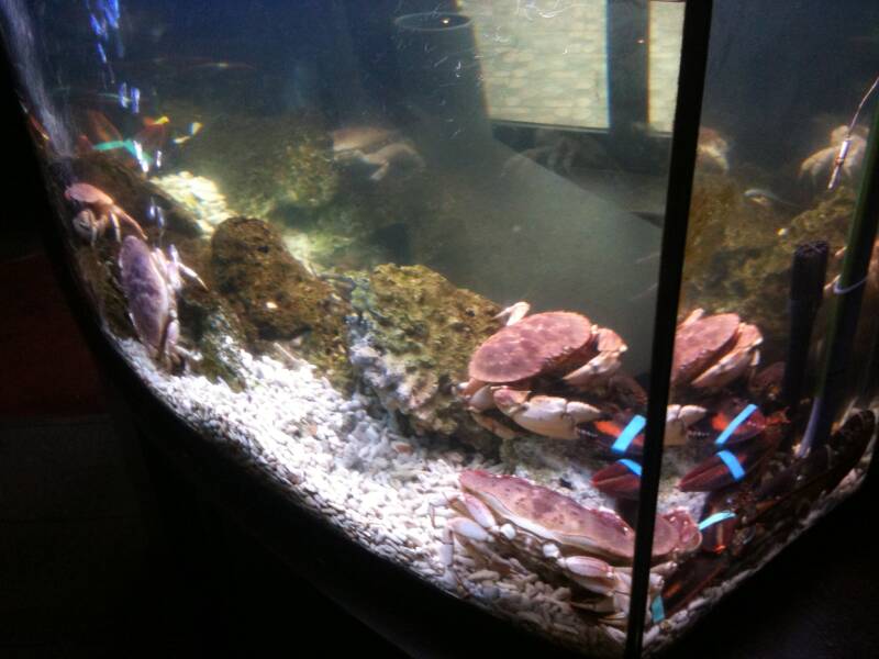 teo-482-standard.jpg