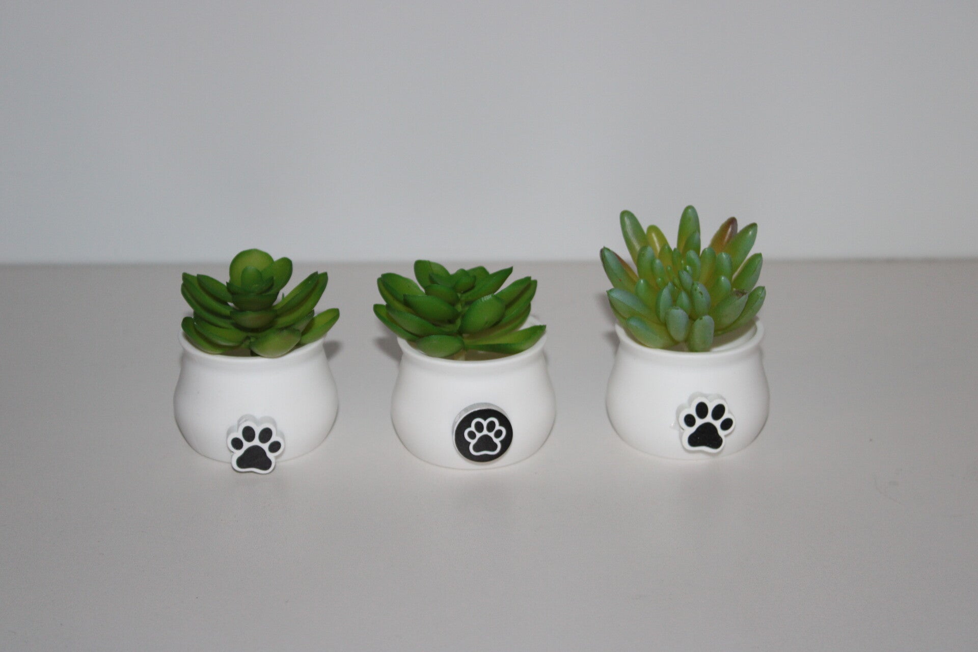 Collectie hond - mini bloempot met houten hondenpot en vetplant