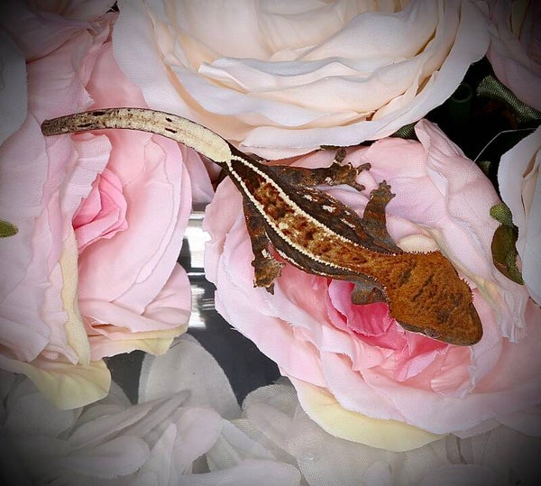 AUKR3 - poss. 1.0 Cappuccino