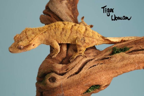 Tiger Woman - 0.1 Tiger - Breeder Release!!