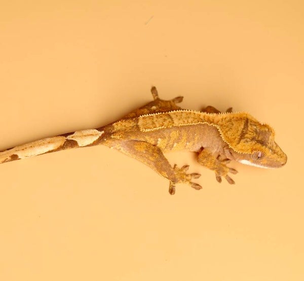 MEAI7 - 0.0.1 Harlequin 66 % het Axanthic