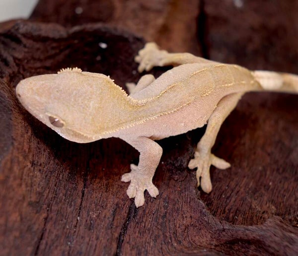 EMKE8 - 0.0.1 red Phantom 100% het Axanthic