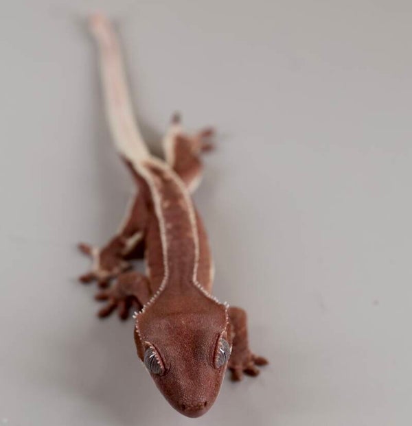 NESM5 - 0.0.1 red Phantom Lilly White poss. Hypo