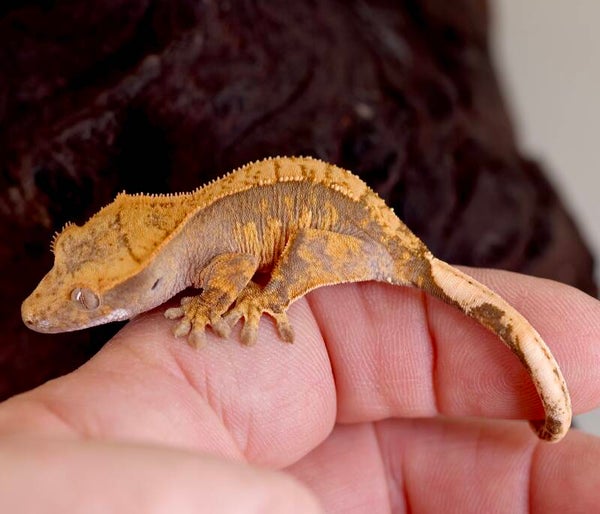 EMKE7 - poss. 0.1 Harlequin 100% het Axanthic