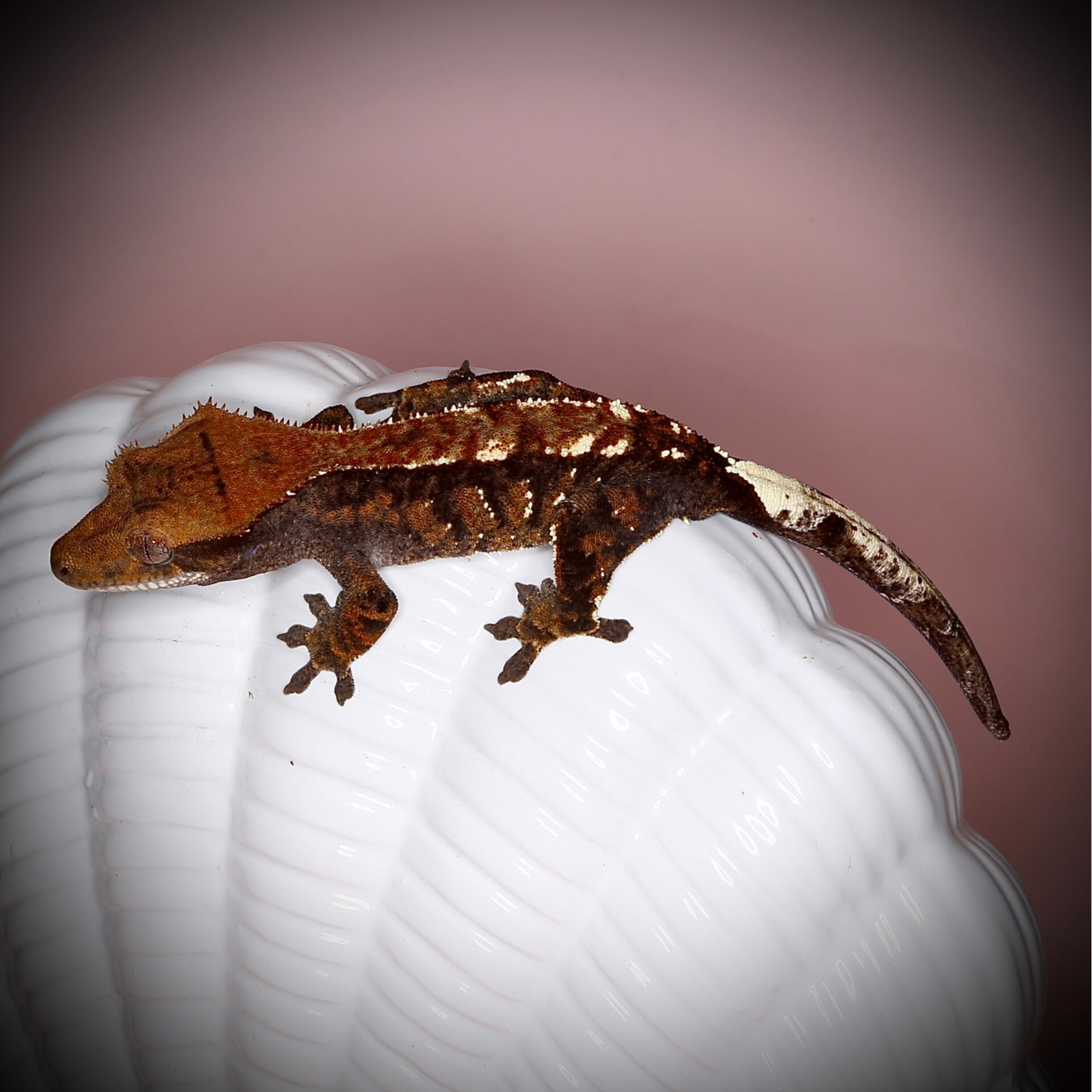 FIKR2 - 1.0 Cappuccino