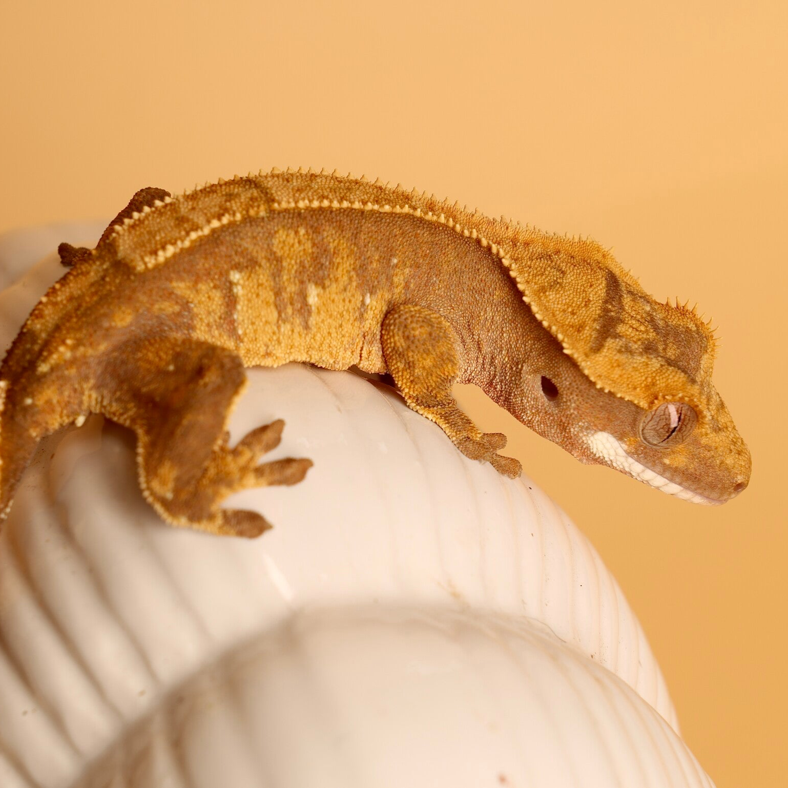 MEAI7 - 0.0.1 Harlequin 66 % het Axanthic